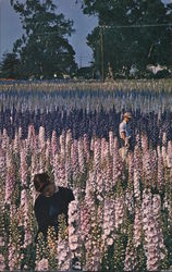 World-Famous Pacific Strain of Delphiniums Developed by Vetterle & Reinelt Hybridizing Gardens Postcard