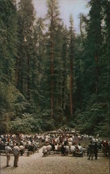 Redwood Amphitheatre - Armstrong Woods Postcard