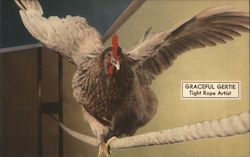 Graceful Gertie - Tightrope Artist Chickens Postcard Postcard Postcard