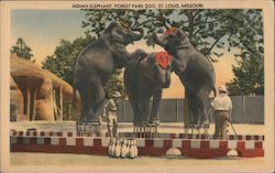 Indian Elephant - Forest Park Zoo St. Louis, MO Postcard Postcard Postcard