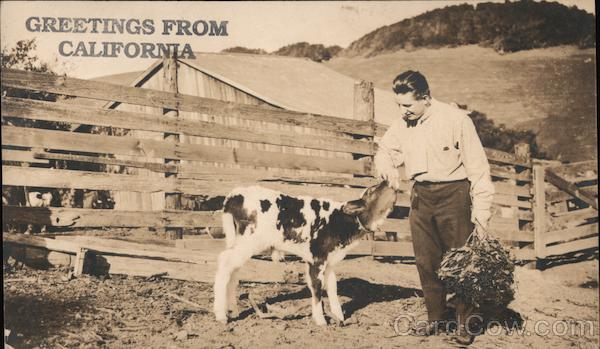 Greetings from California. Sleepy Hollow Dairy, man and calf Petaluma