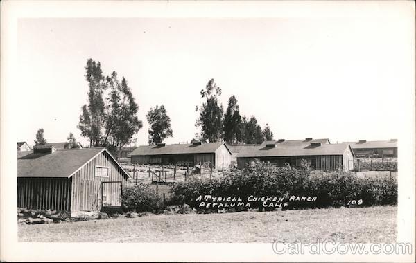 A Typical Chicken Ranch Petaluma California