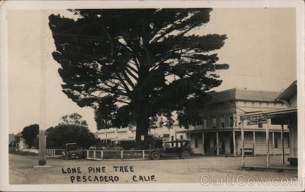 Rare: Lone Pine Tree, Pescadero Beach California