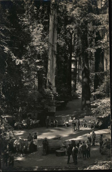 Gathering in Woods San Francisco California