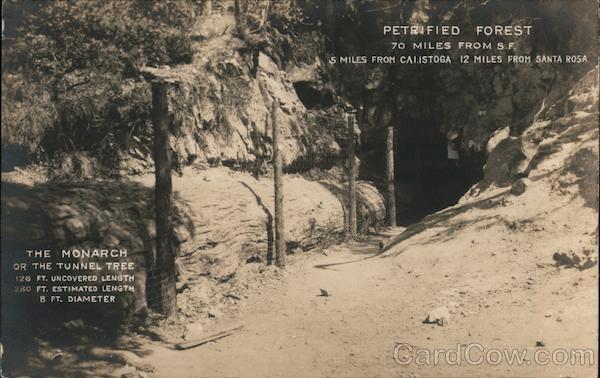 The Monarch or Tunnel Tree, Petrified Redwood Forest Calistoga California