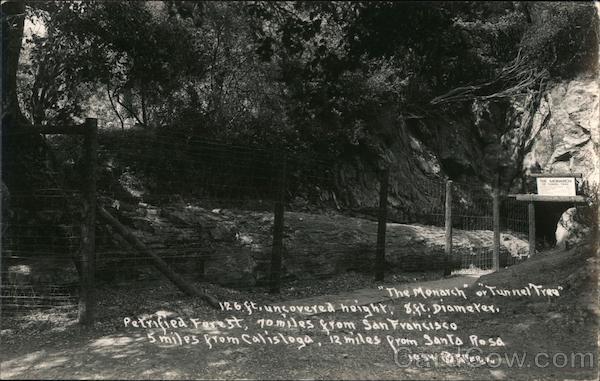 The Monarch or Tunnel Tree, Petrified Redwood Forest Calistoga California