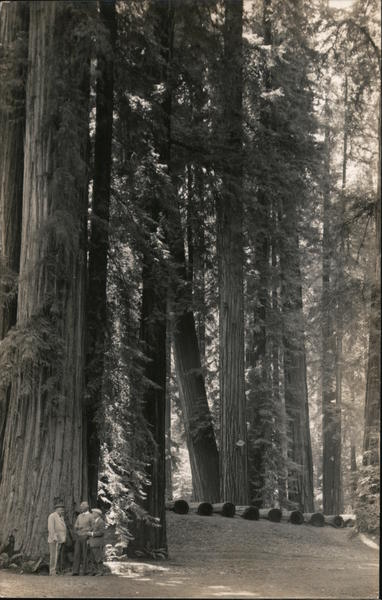 Bohemian Club Grove Monte Rio California