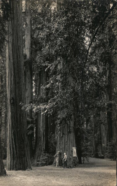 Bohemian Club Grove Monte Rio California