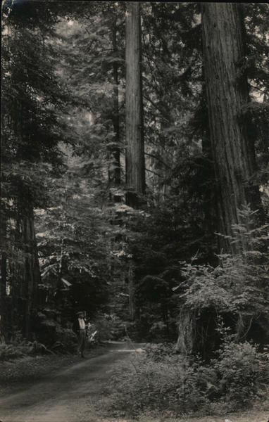 Road Through Bohemian Grove Monte Rio California