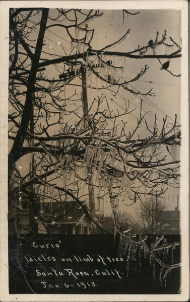 Icicles on Limb of Tree, January 1913 Santa Rosa California
