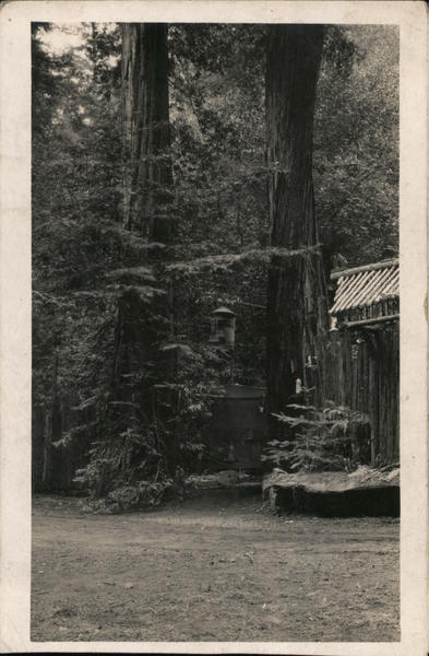 View of Trees Monte Rio California