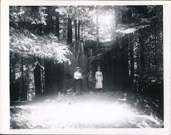 Neeley's Grove. Woman and children posing in front of Redwood Tree stump Original Photograph