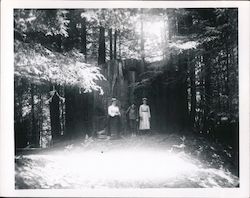 Neeley's Grove. Woman and children posing in front of Redwood Tree stump Guerneville, CA Original Photograph Original Photograph Original Photograph