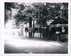 Homes in Trees Monte Rio, CA Original Photograph Original Photograph Original Photograph