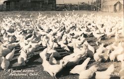 A Typical Scene of Chickens Petaluma, CA Postcard Postcard Postcard