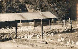 Scene on Poultry Ranch Postcard