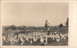 Scene on Poultry Ranch Postcard