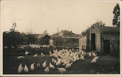 Girl With a Big Bow, Feeding the Chickens Petaluma, CA Postcard Postcard Postcard