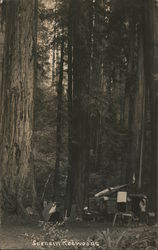 Scene in Redwoods Postcard