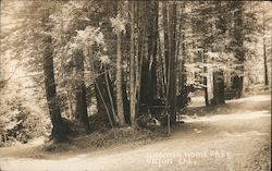 Summer Home Park Postcard