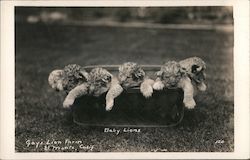 Gay's Lion Farm Postcard