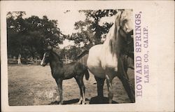 Horse and foal Howard Springs, CA Postcard Postcard Postcard