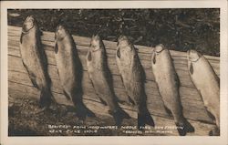 Beauties from headwaters Middle Fork near June Lodge Postcard