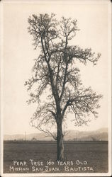 100 Year Old Pear Tree San Juan Bautista, CA Postcard Postcard Postcard