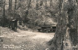 Camp Site Big Basin, CA Postcard Postcard Postcard