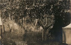 Murphey's Grove Postcard