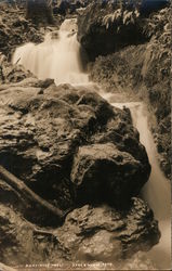 Armstrong Woods Postcard
