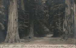 Road Through Trees Postcard