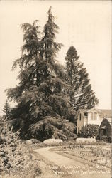 Cedar of Lebenon where Luther Burbank is buried. Postcard