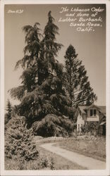 The Lebanon Cedar and Home of Luther Burbank Postcard