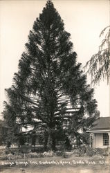 Bunya Bunya Tree, Burbank's Home Postcard