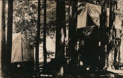 Camping in the Trees Postcard