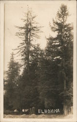 View of Trees "El Bonita" Duncans Mills, CA Postcard Postcard Postcard