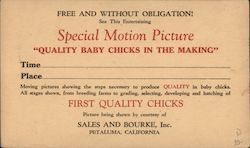 Quality Baby Chicks In The Making Postcard