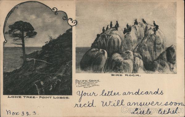 Pacific Grove - Lone Tree-Point Lobos - Bird Rock San Francisco California