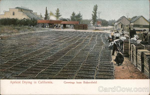 Apricot Drying in California Bakersfield