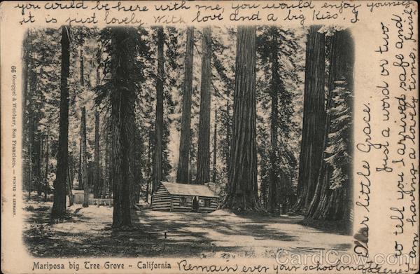 Big Tree Gove Mariposa California