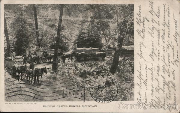 Hauling Grapes, Howell Mountain Angwin California