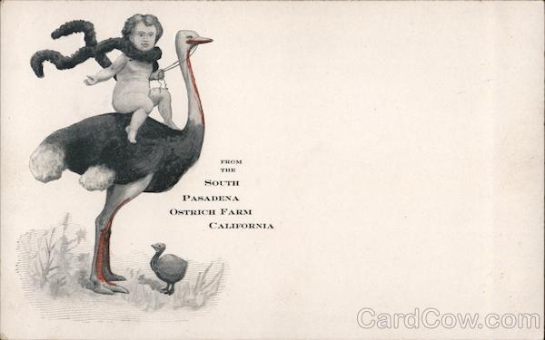 From The South Pasadena Ostrich Farm, California