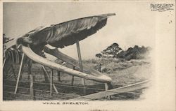 Whale Skeleton Postcard