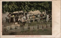 Packing Seedless Grapes Postcard