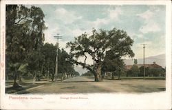 Orange Grove Avenue Postcard