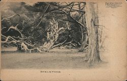 Skeletons. Bare trees, Pacific Grove. A summer and winter resort. Postcard