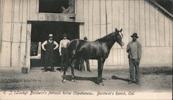 E.J. (Lucky) Baldwin's Famous Horse Capatanaza Arcadia, CA Postcard Postcard Postcard