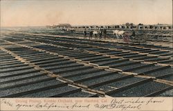 Drying Prunes Kimble Orchard Hanford, CA Postcard Postcard Postcard