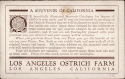 Souvenir. Los Angeles Ostrich Farm Postcard